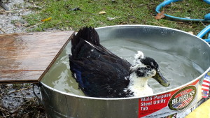 floating content magpie duck