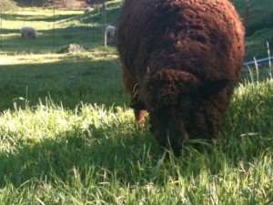 corriedale sheep persephone