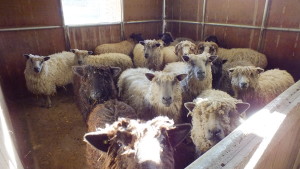before shearing all sheep are a bit anxious