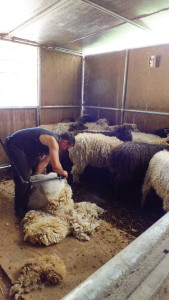 john sanchez shearing sheep