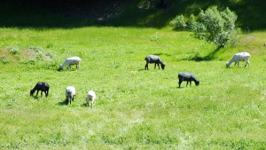 grazing sheared flock