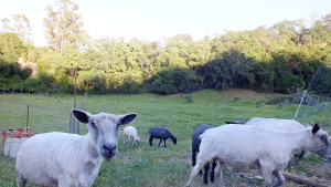 happy shorn sheep