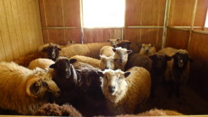 waiting for shearing