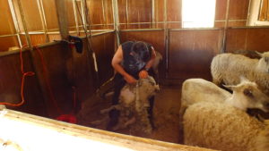 john sanchez shearing