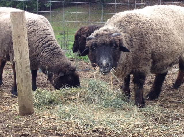 romney sheep breed