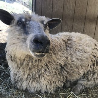 White Wensleydale sheep