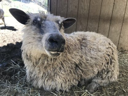 White Wensleydale sheep