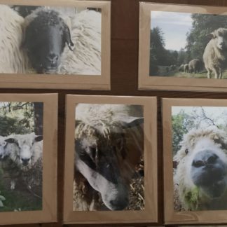 sheep faces