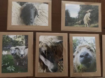 sheep faces