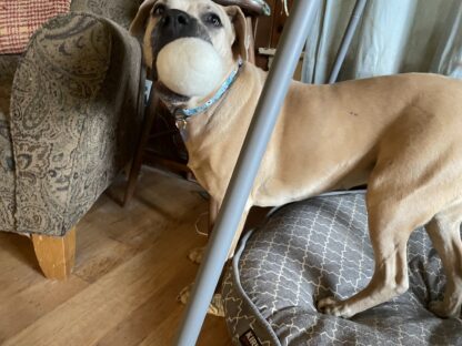 mastiff with dog toy